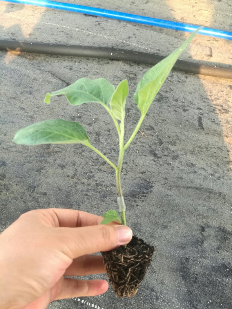 《嫁接苗》长、中茄，抗病能力强，植株生长旺盛