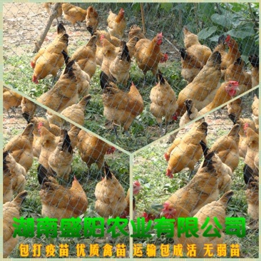 黄羽青脚土鸡苗黄麻羽青脚土鸡苗放养鸡苗