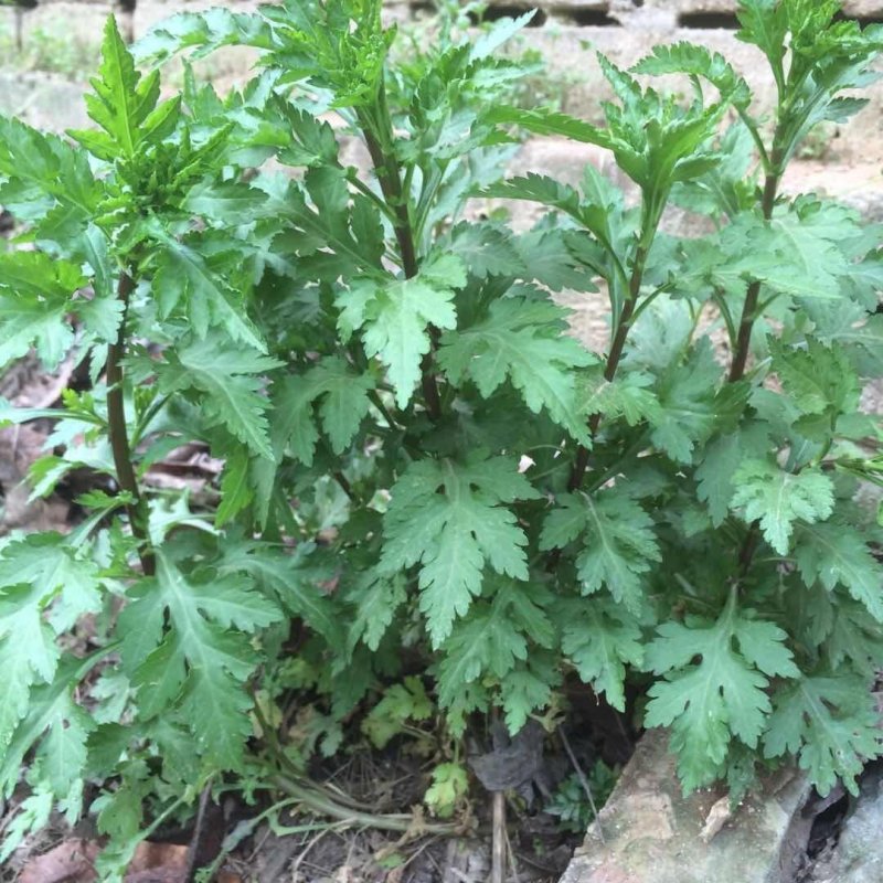 菊花脑种苗多年生蔬菜绿色高产菊花叶大小叶成活率高