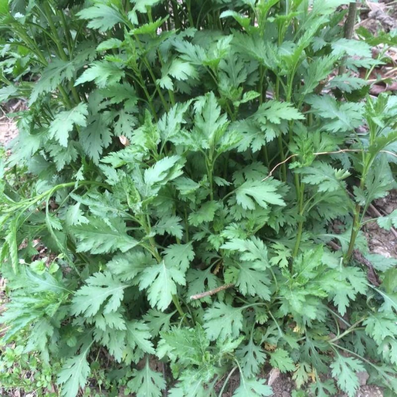 菊花脑种苗多年生蔬菜绿色高产菊花叶大小叶成活率高