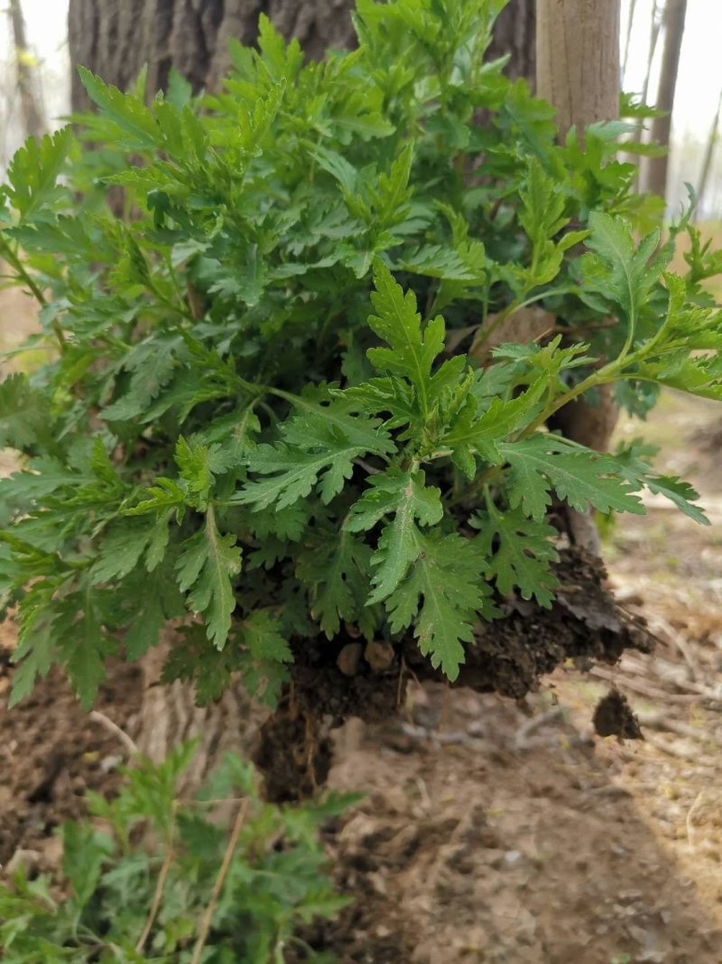 菊花脑种苗多年生蔬菜绿色高产菊花叶大小叶成活率高