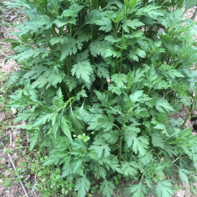 菊花脑种苗多年生蔬菜绿色高产菊花叶大小叶成活率高