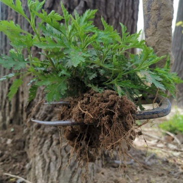 菊花脑种苗多年生蔬菜绿色高产菊花叶大小叶成活率高