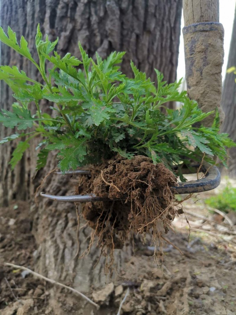 菊花脑种苗多年生蔬菜绿色高产菊花叶大小叶成活率高