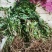 菊花脑种苗多年生蔬菜绿色高产菊花叶大小叶成活率高
