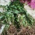 菊花脑种苗多年生蔬菜绿色高产菊花叶大小叶成活率高