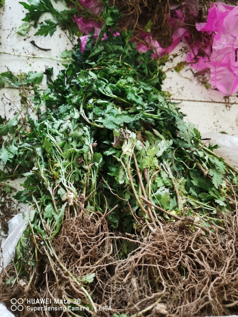 菊花脑种苗多年生蔬菜绿色高产菊花叶大小叶成活率高