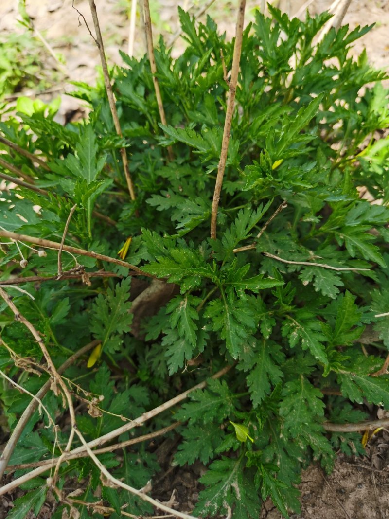 菊花脑种苗多年生蔬菜绿色高产菊花叶大小叶成活率高