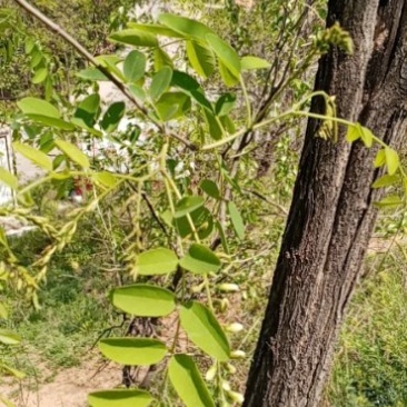 深山原生态洋愧花纯花骨朵现采小骨朵