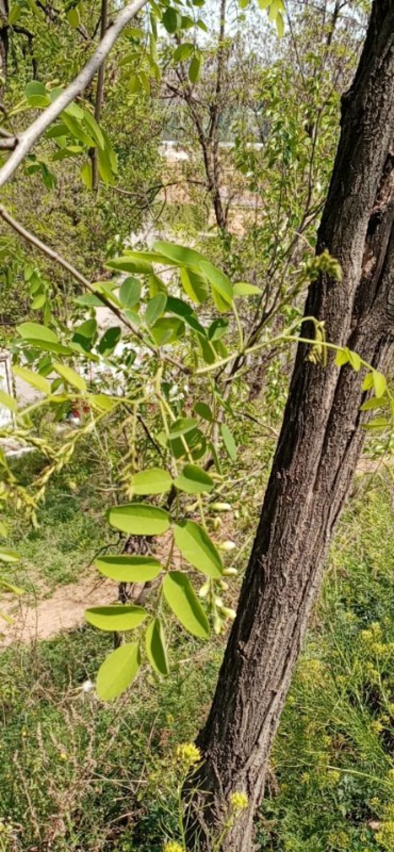 深山原生态洋愧花纯花骨朵现采小骨朵