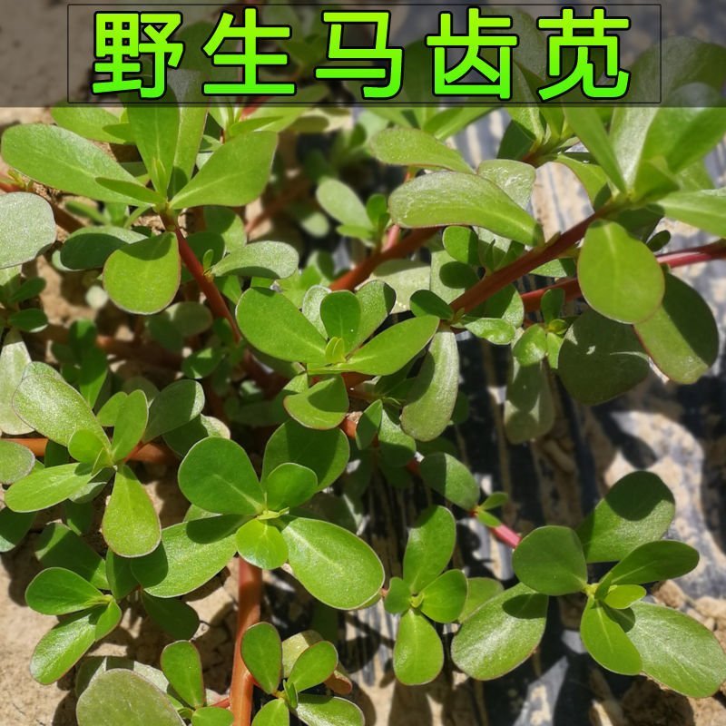 野生马齿苋种子易发芽四季播种蚂蚱菜阳台盆栽蔬菜种子长寿菜