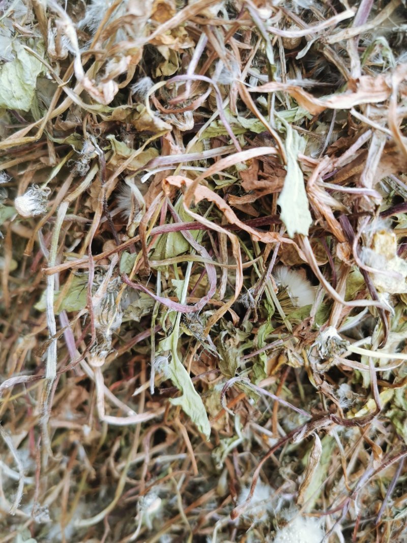 家种蒲公英
