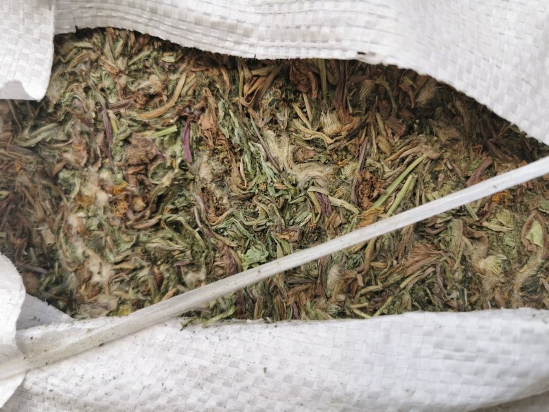 家种蒲公英