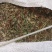 家种蒲公英