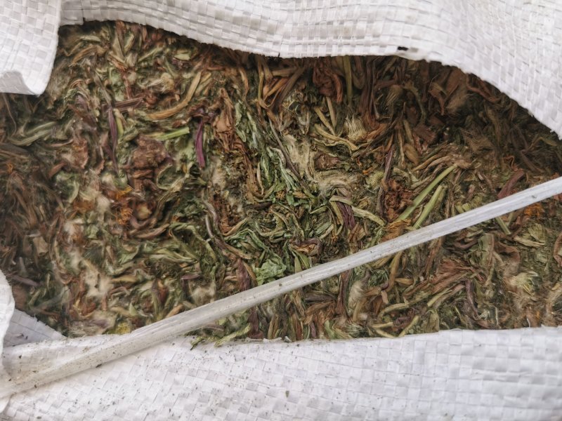 家种蒲公英