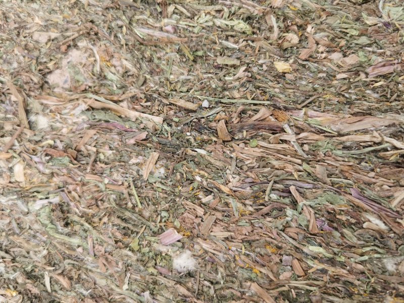 家种蒲公英