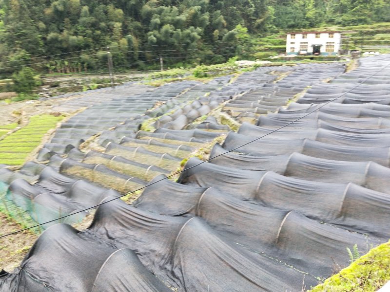 金钱松苗