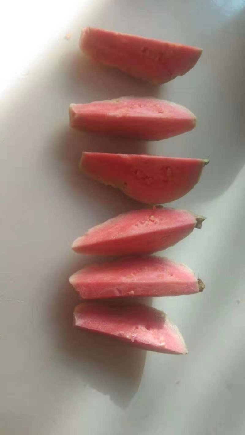 红心芭乐苗红宝石番石榴红心芭乐台湾珍珠四季结果