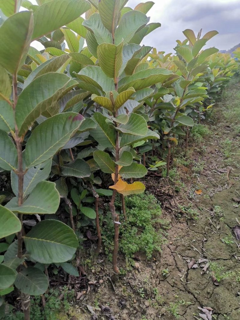 红心芭乐苗红宝石番石榴红心芭乐台湾珍珠四季结果