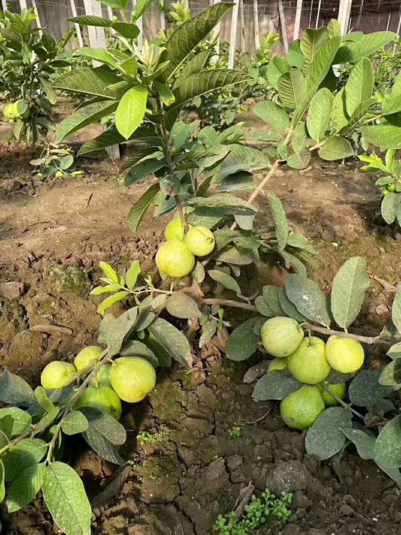 红心芭乐苗红宝石番石榴红心芭乐台湾珍珠四季结果