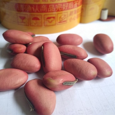 红刀豆货好量大货好质量优不满意保退换