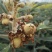 枇杷树苗早钟六号南方种植嫁接果苗场地直供支持线上保障交易