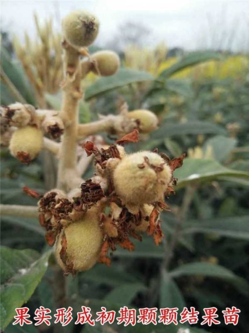 枇杷树苗早钟六号南方种植嫁接果苗场地直供支持线上保障交易