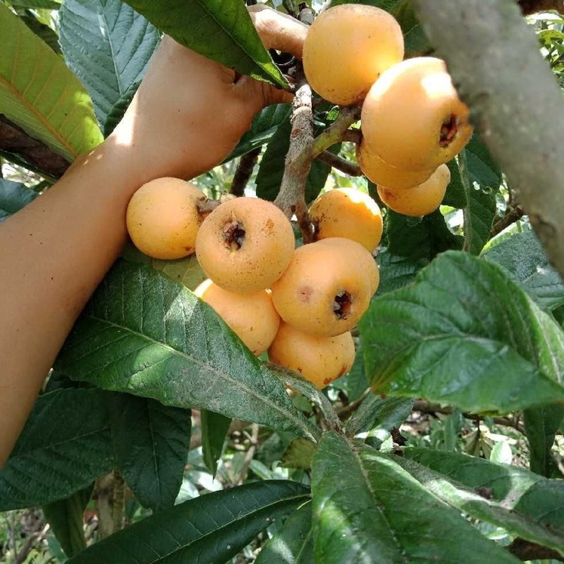 枇杷树苗早钟六号南方种植嫁接果苗场地直供支持线上保障交易