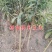 枇杷树苗早钟六号南方种植嫁接果苗场地直供支持线上保障交易