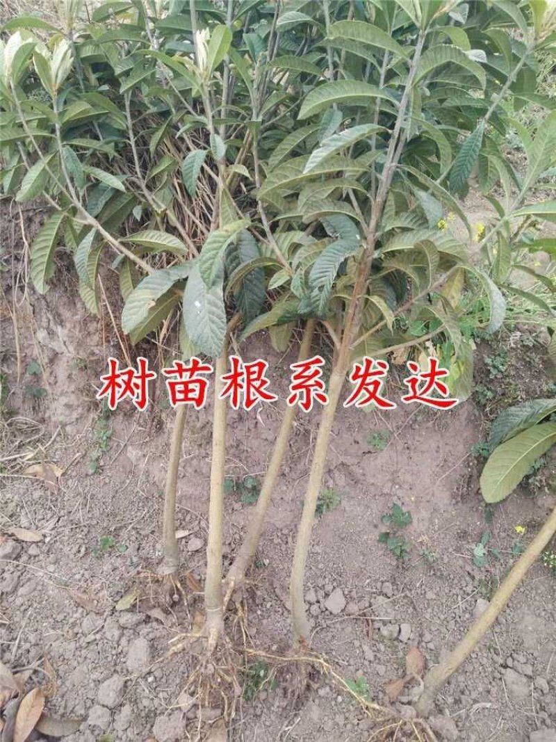 枇杷树苗早钟六号南方种植嫁接果苗场地直供支持线上保障交易