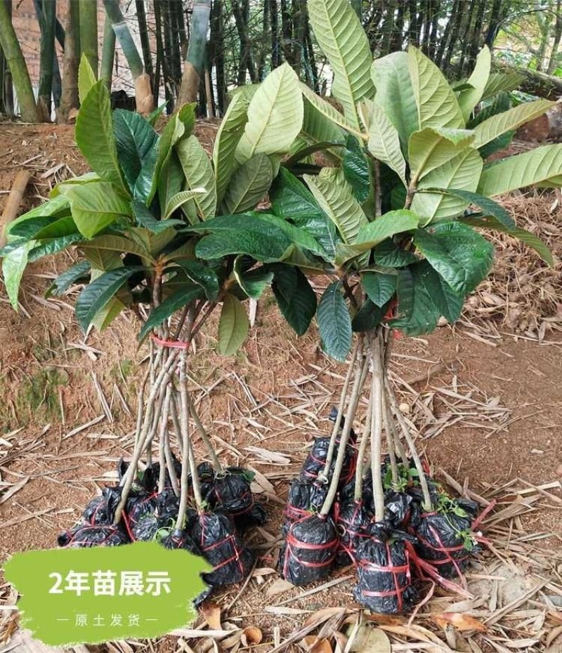 枇杷树苗早钟六号南方种植嫁接果苗场地直供支持线上保障交易