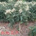 枇杷树苗早钟六号南方种植嫁接果苗场地直供支持线上保障交易