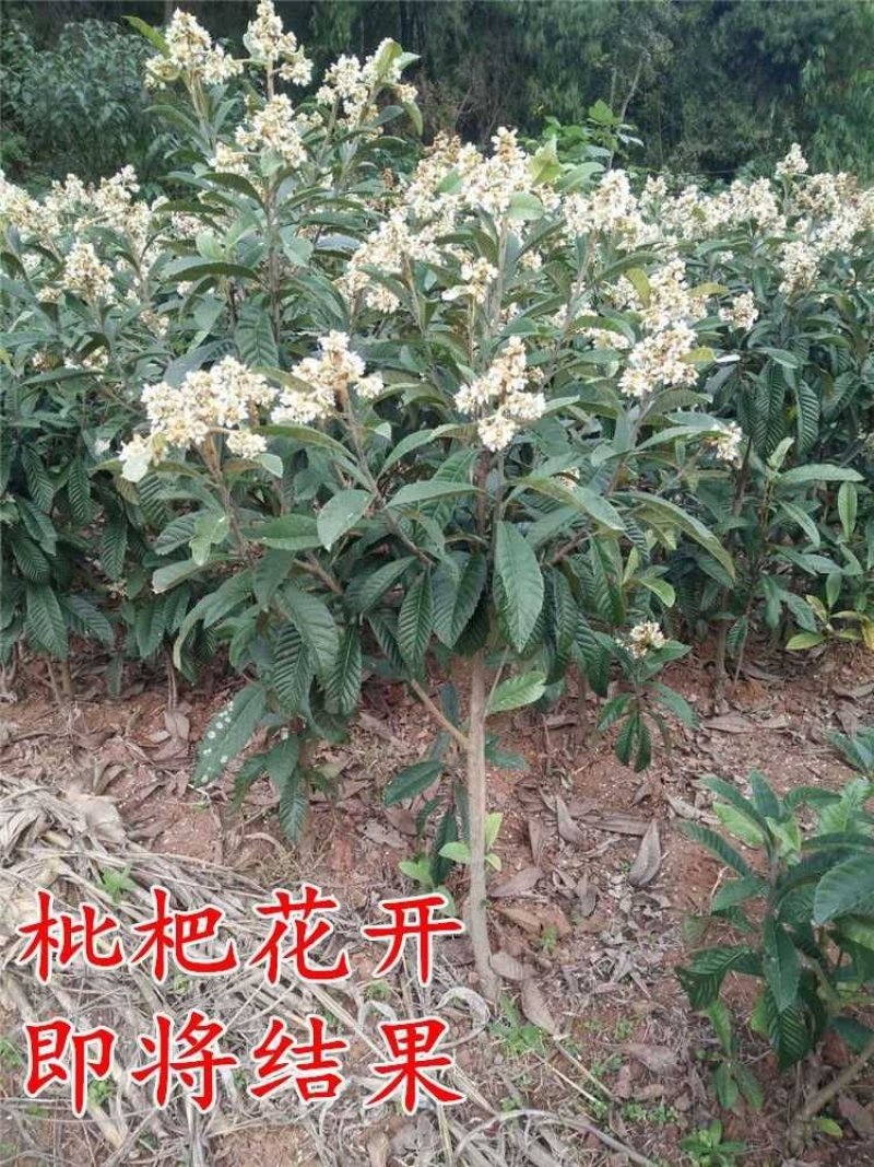 枇杷树苗早钟六号南方种植嫁接果苗场地直供支持线上保障交易