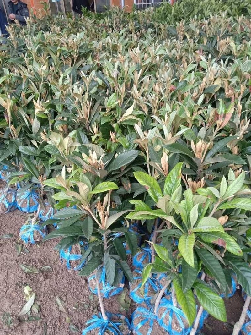 枇杷树苗早钟六号南方种植嫁接果苗场地直供支持线上保障交易