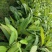 枇杷树苗早钟六号南方种植嫁接果苗场地直供支持线上保障交易