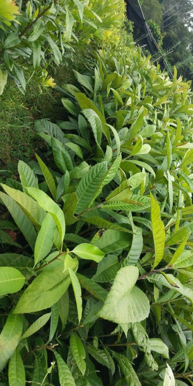 枇杷树苗早钟六号南方种植嫁接果苗场地直供支持线上保障交易