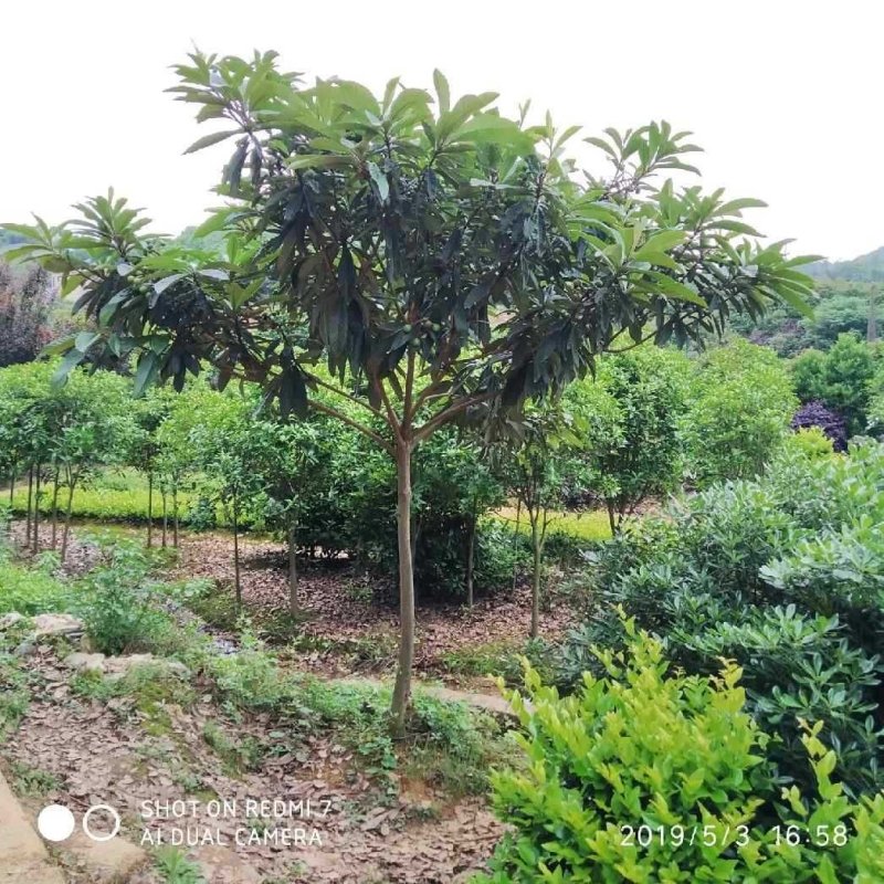 枇杷树苗早钟六号南方种植嫁接果苗场地直供支持线上保障交易
