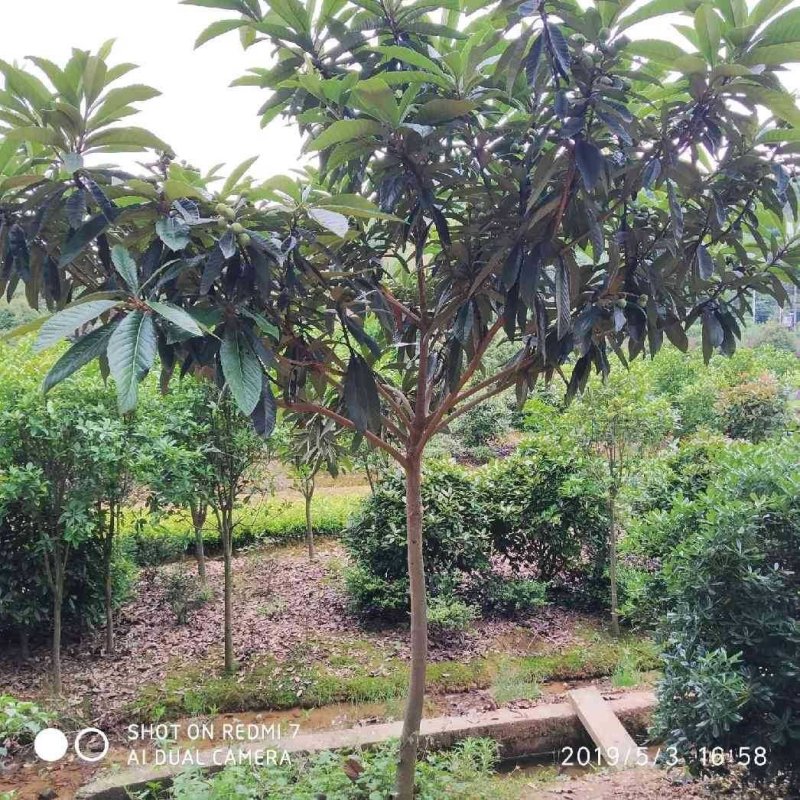 枇杷树苗早钟六号南方种植嫁接果苗场地直供支持线上保障交易