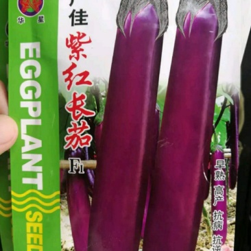茄子种子皮薄子少肉嫩坐果能力强亩产万斤高抗病