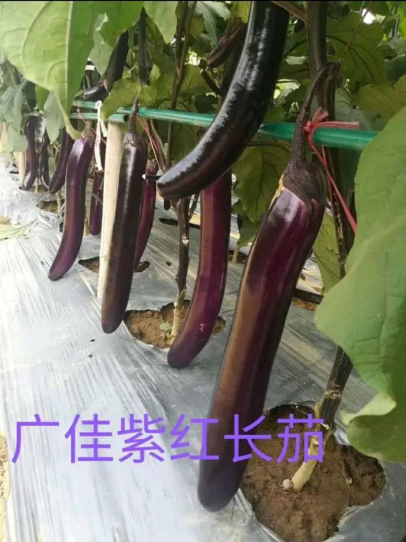 茄子种子皮薄子少肉嫩坐果能力强亩产万斤高抗病