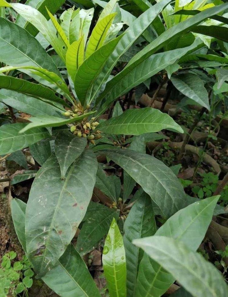 蛋黄果苗南方树苗四季可种植当年结果肉如蛋黄味道软糯