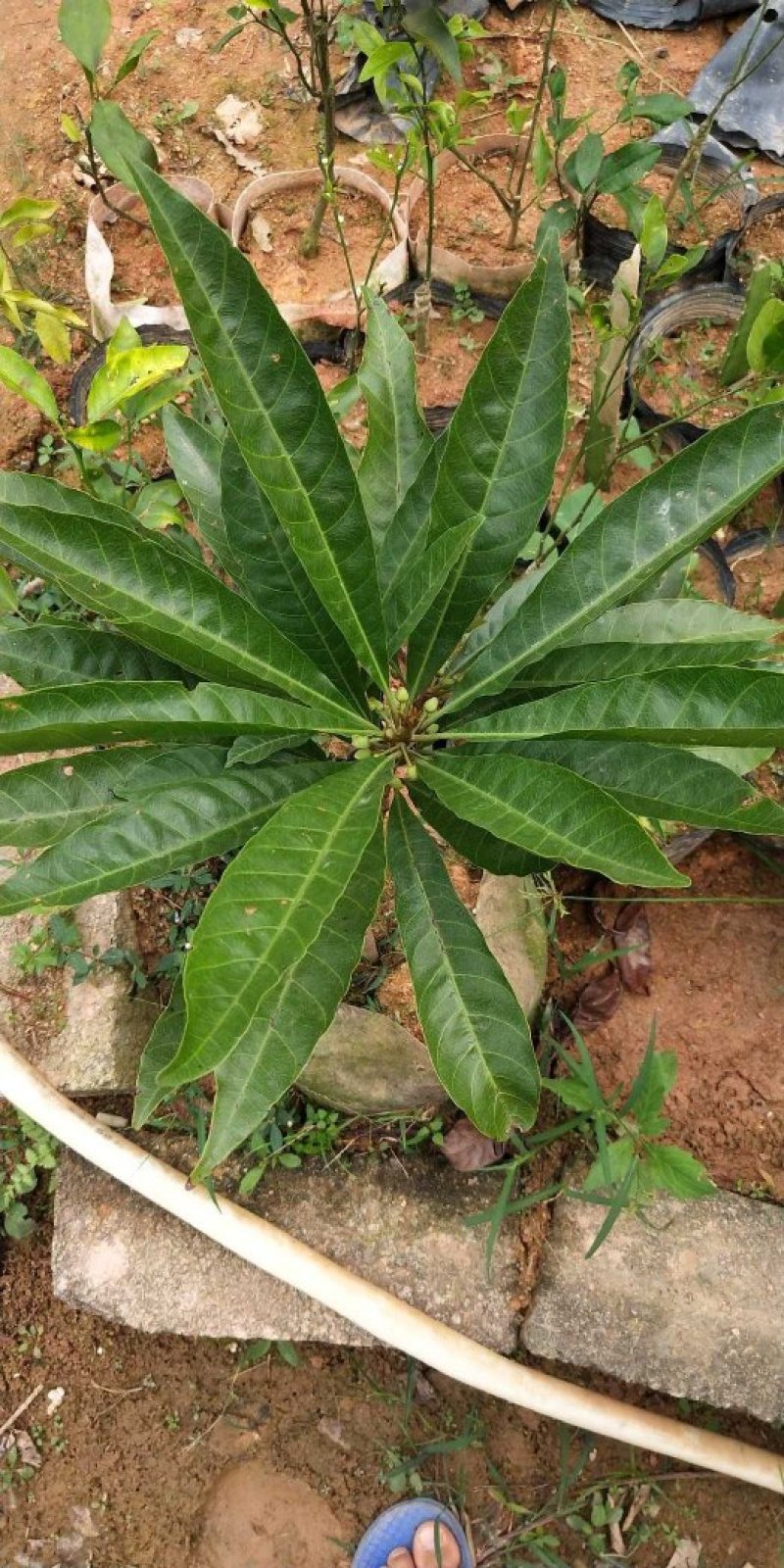 蛋黄果苗南方树苗四季可种植当年结果肉如蛋黄味道软糯