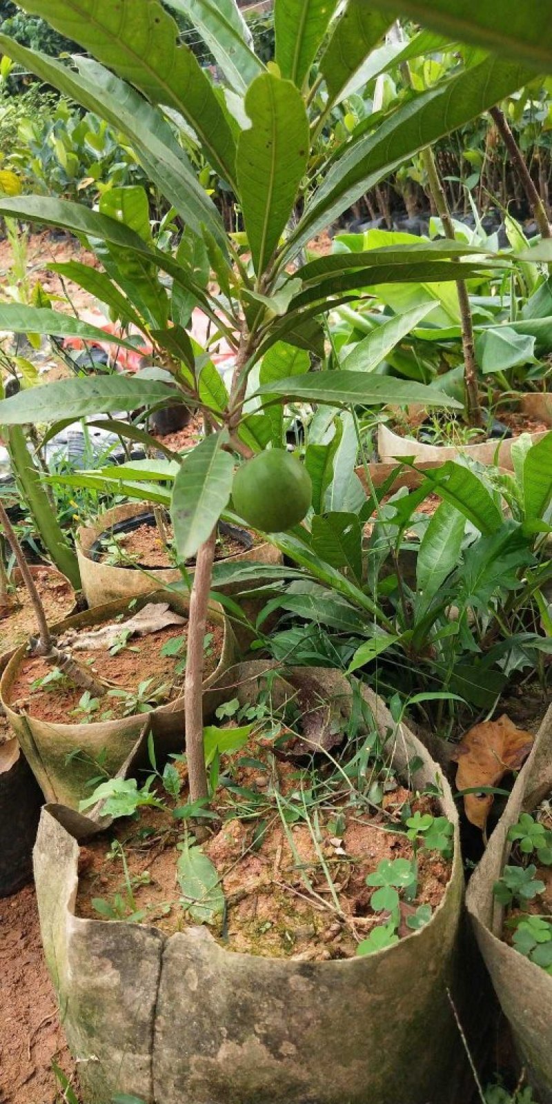 蛋黄果苗南方树苗四季可种植当年结果肉如蛋黄味道软糯