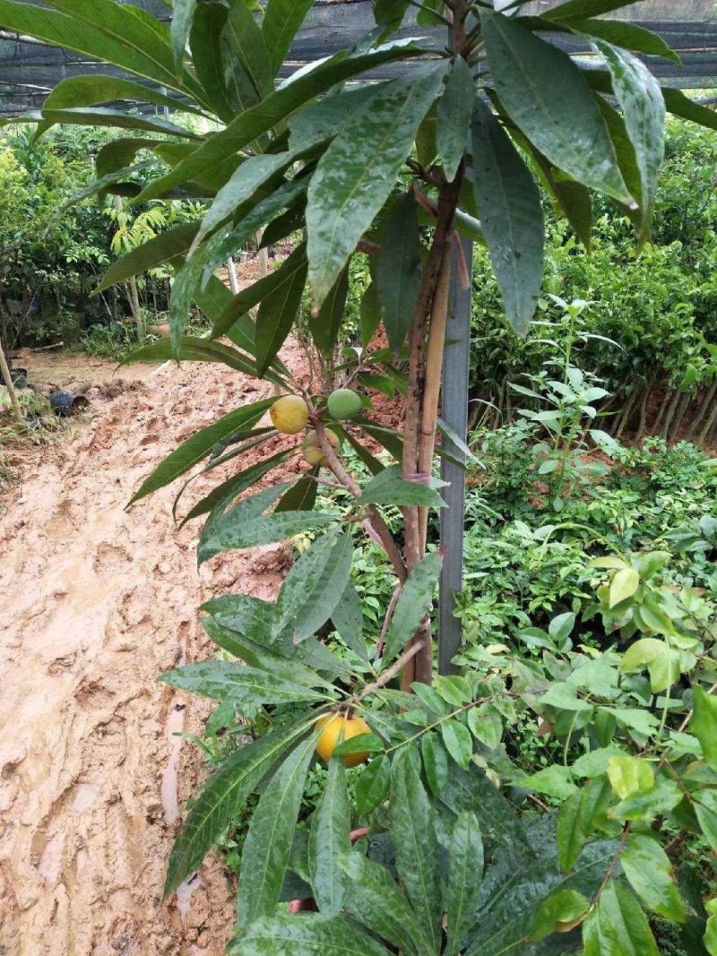 蛋黄果苗南方树苗四季可种植当年结果肉如蛋黄味道软糯