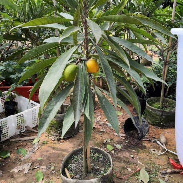 蛋黄果苗南方树苗四季可种植当年结果肉如蛋黄味道软糯