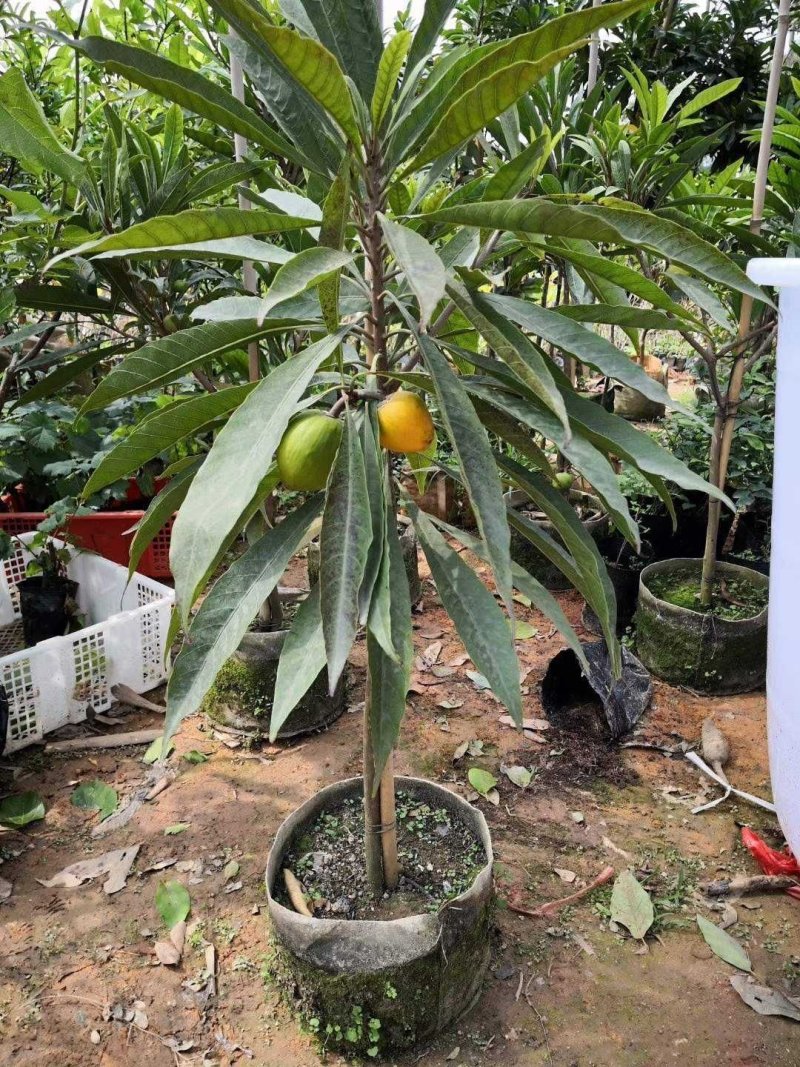 蛋黄果苗南方树苗四季可种植当年结果肉如蛋黄味道软糯