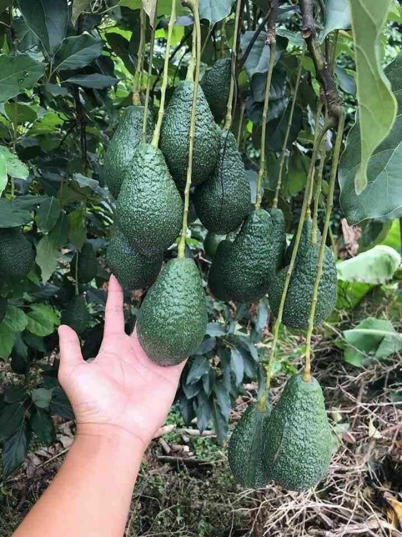 牛油果树苗桂垦大2号哈斯越南青瓜鳄梨南方嫁接果苗四季可种