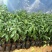 牛油果树苗桂垦大2号哈斯越南青瓜鳄梨南方嫁接果苗四季可种