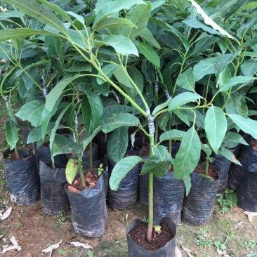牛油果树苗桂垦大2号哈斯越南青瓜鳄梨南方嫁接果苗四季可种