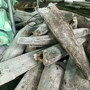 油甘鱼